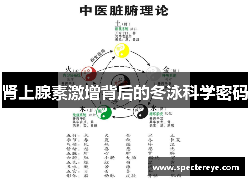 肾上腺素激增背后的冬泳科学密码